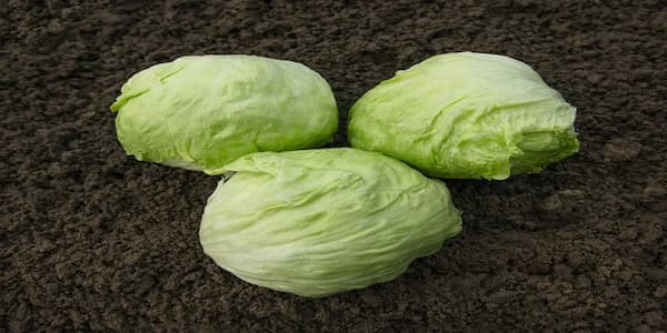 تصویر 3 از خرید جدیدترین انواع کاهو پیچ کوچک
